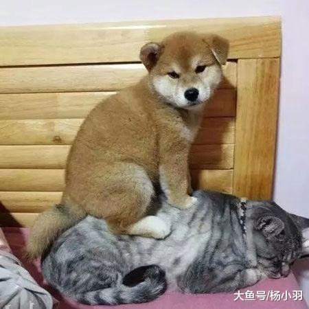 网友发现新来的小柴犬经常趴猫身上, 朋友的解释让人笑喷: 随它娘