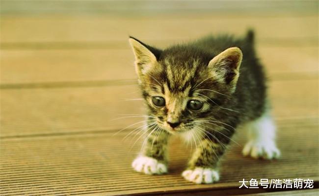 猫咪的智商是很高的, 它能听懂你的话, 只不过它不想理你