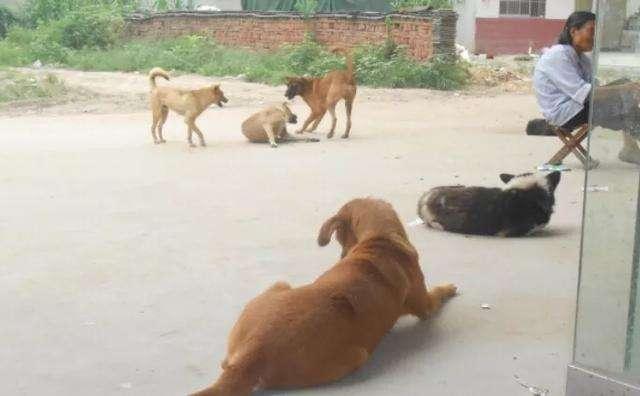 铲屎官需注意八种错误行为, 每一种都在伤害狗狗, 严重会影响寿命