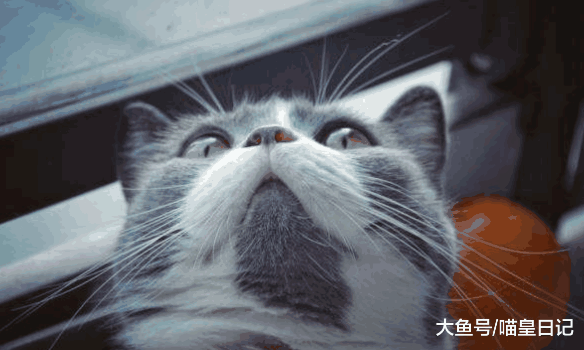 猫的下巴看起来脏脏的怎么办? 教你几招解决喵星人的“黑下巴”