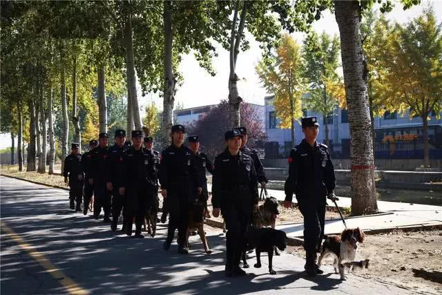警犬德牧每日陪伴警花, 在众多警察中屡立功劳, 被评杰出工作犬!