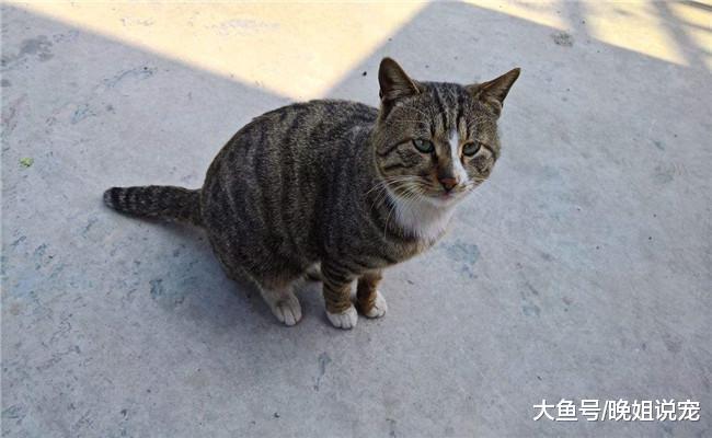 开销最小和开销最大的猫咪有什么区别? 最后一个比上面的都高