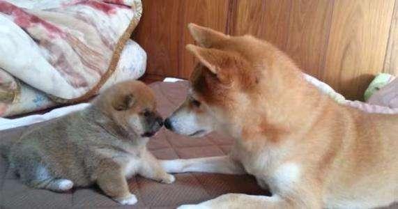 如何训练柴犬定点大小便? 5个步骤, 轻松搞定!