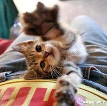 寻找猫咪10分钟无果, 一个无意间的抬头, 那种感觉有点奇怪