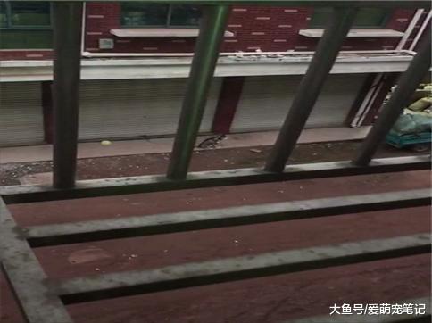 网友对着楼下的二哈狼嚎, 狗狗回应后立马被主人揍了, 狗: 坑队友