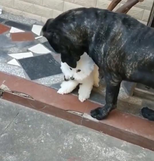 隔着笼子时凶的一批, 撤掉笼子后……白狗: 哥, 我寻思你出不来呢