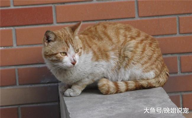 收养流浪猫时, 既然收养了就别放手, 不然它会更痛苦
