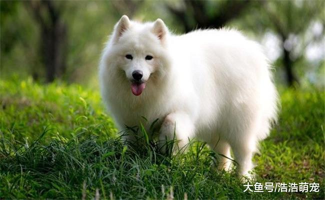 5种狗不适合新手宠主饲养, 带出去很麻烦, 养起来很困难