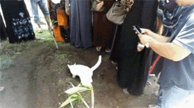 猫咪眼看主人的棺材被安放入土, 它的激动看得亲朋好友心酸!