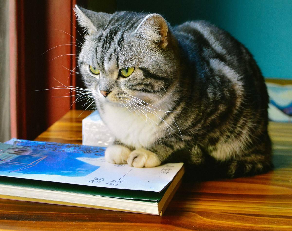 为何猫猫总是盯着东西看, 这里面其实代表着这四个意义