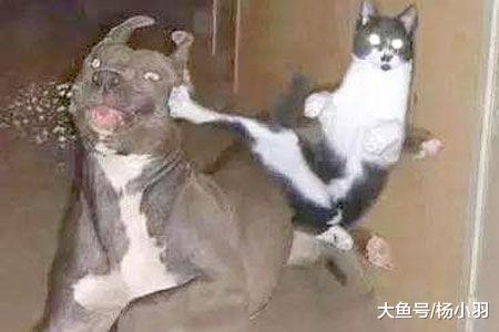 猫追狗追得没影儿, 主人看见稻谷堆中的一幕笑喷, 猫: 朕被算计了