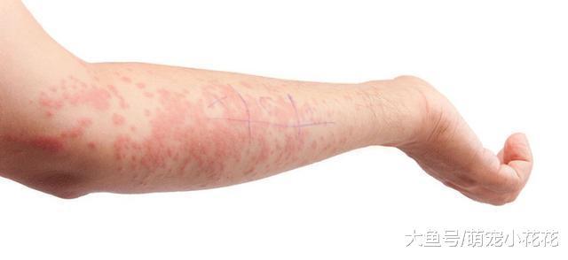 和狗狗睡觉虽好, 但有这5个缺点, 果断放弃!