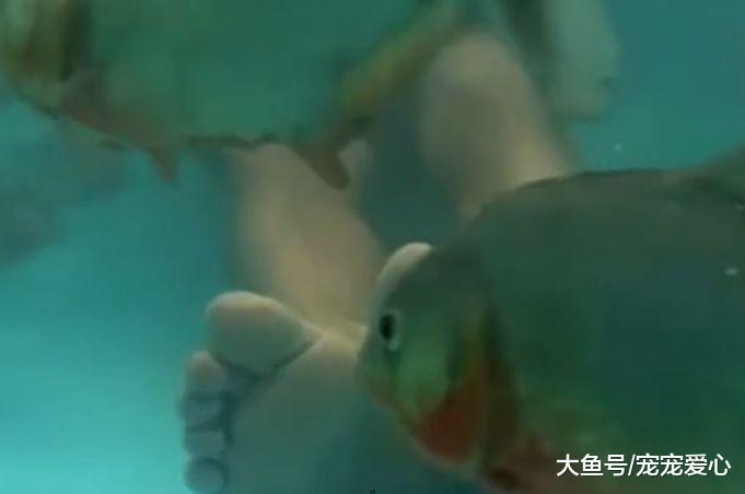 男子养了很多食人鱼, 连续七天没有喂食, 脱衣下去很意外