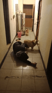 狗狗心里食物和主人哪个重要? 拿着三根大棒骨装死, 结果凉凉了……