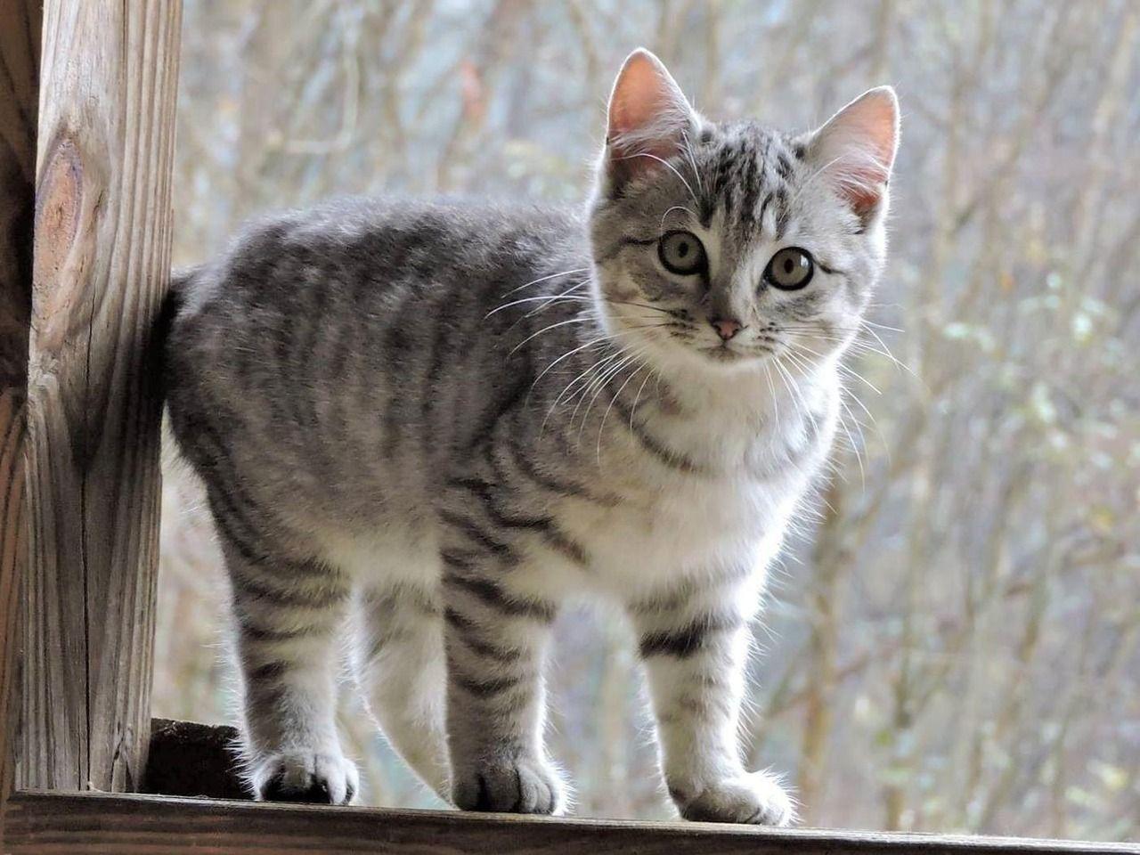 爱猫去世, 台湾猫奴列出十大不养猫的理由, 只为纪念与爱猫的点滴