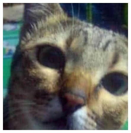 猫咪给主人送老鼠, 眼神类似医生般诚恳: 这药, 按时吃, 对你好