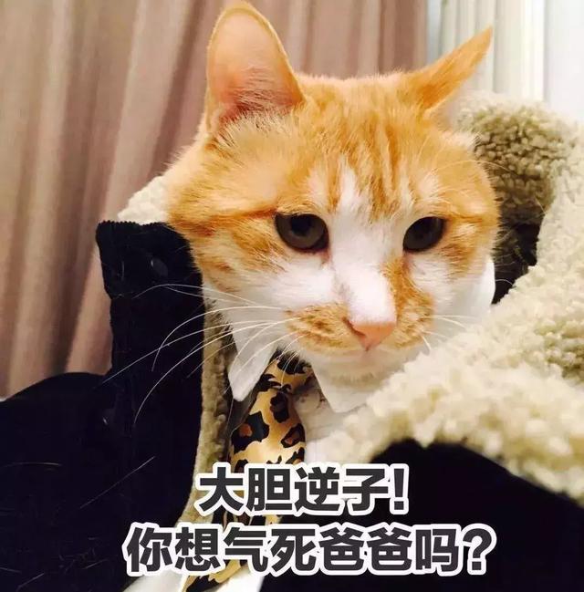 抱猫的三种正确姿势, 让撸猫更有技巧, 铲屎官免于被猫咪抓伤!