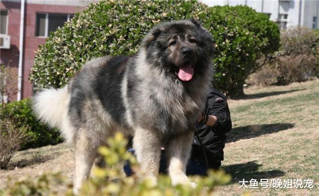为什么要养一只高加索犬? 理由有6个, 不懂的了解一下