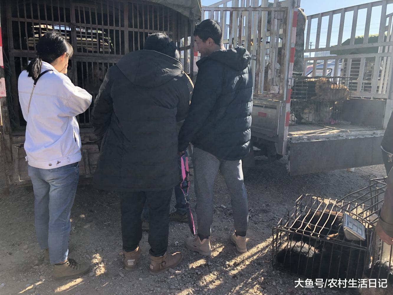 狗主人被遗弃后的宠物狗, 商贩6元一斤收购, 场面让人心疼!