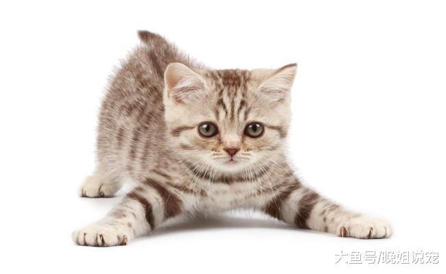 关于猫咪的6件事, 只有养猫3年以上的才知道, 你养猫几年了?