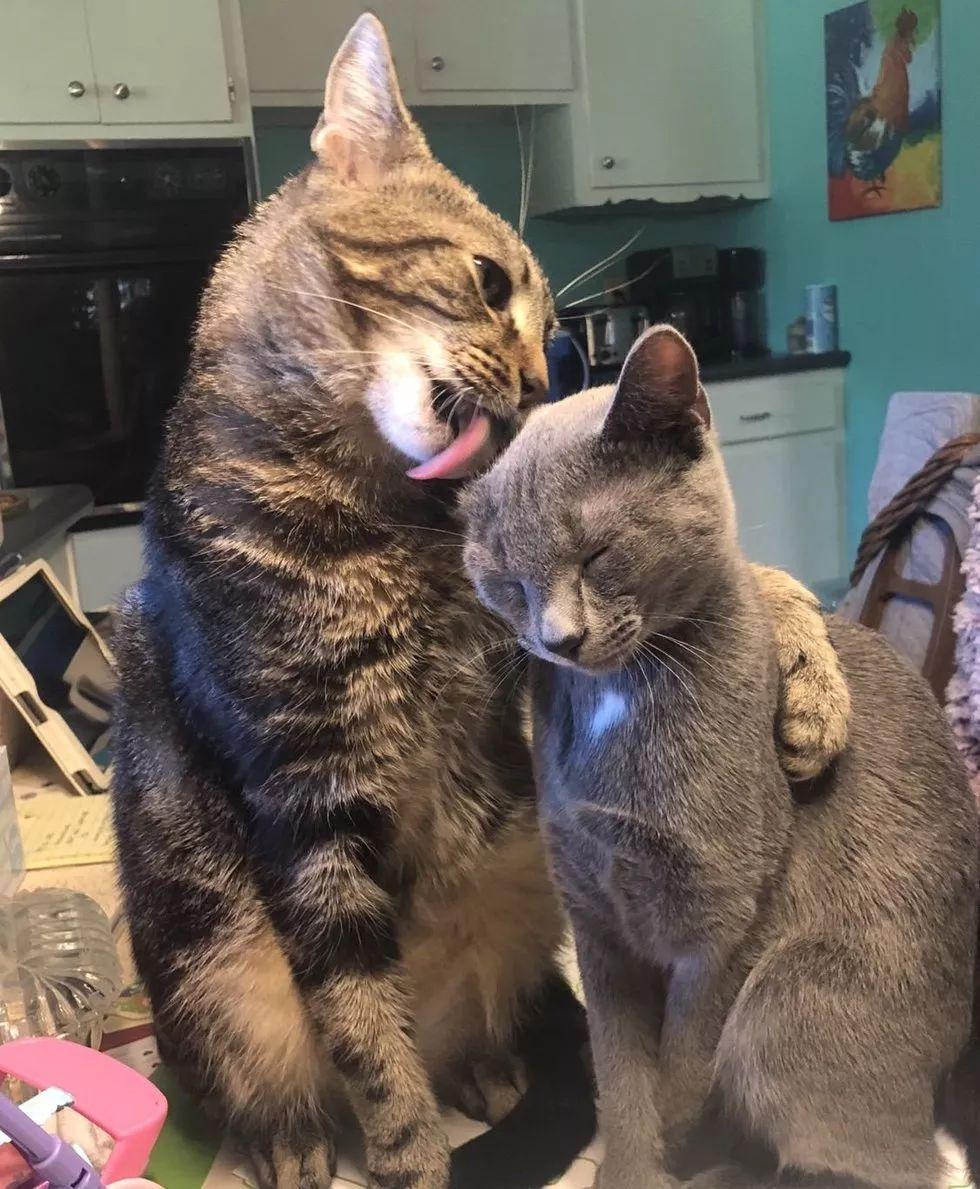 一直高冷的大狸花猫看到了新来的小伙伴之后, 瞬间化为绕指柔!