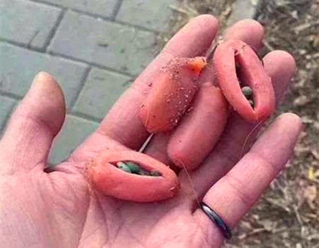 土狗因同伴离世而悲痛绝食, 主人心中焦急, 打葡萄糖为它续命!