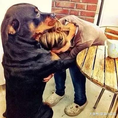 说罗威纳犬难养的, 却不知道有这些好处, 养了没后悔过!