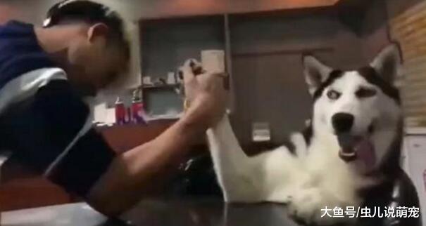 比一比谁的力气大吗? 二哈: 赢你, 毫不吃力, 跟你玩一下!