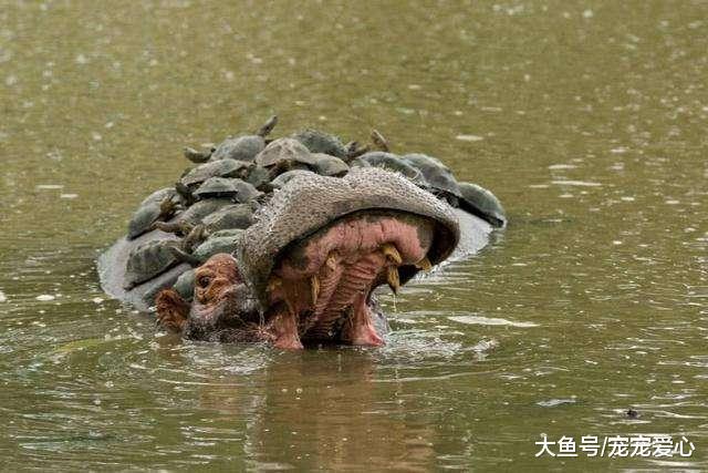 男子野外游玩, 听到不知名动物在怒吼, 走过去细看咧嘴大笑