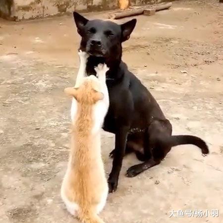 橘猫整日给一只老狗“踩奶”, 网友得知原因感动不已: 它在尽孝