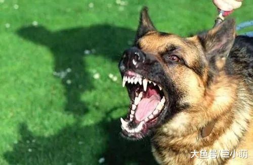狗狗患上狂犬病的4大特征, 如果狗狗有这些问题, 那可能是中招了
