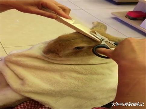 主人给兔子剪头发, 小家伙坐在那里乖巧的像个宝宝, 过得好精致啊
