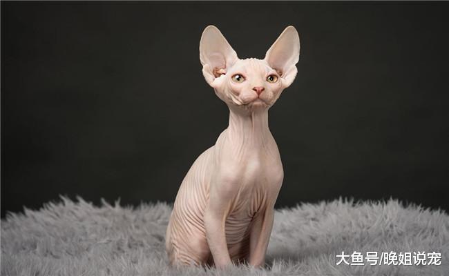 5种有钱人养的猫, 第二种适合“炫富”, 第五种没两三万拿不下来