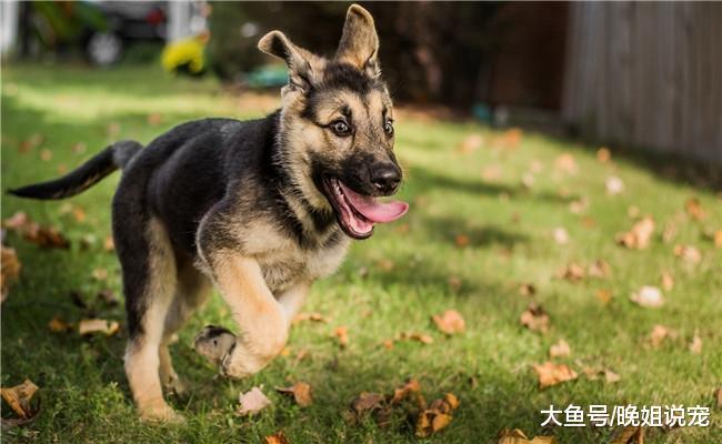 狗狗被打后, 它记仇吗? 看情况, 陌生人不行
