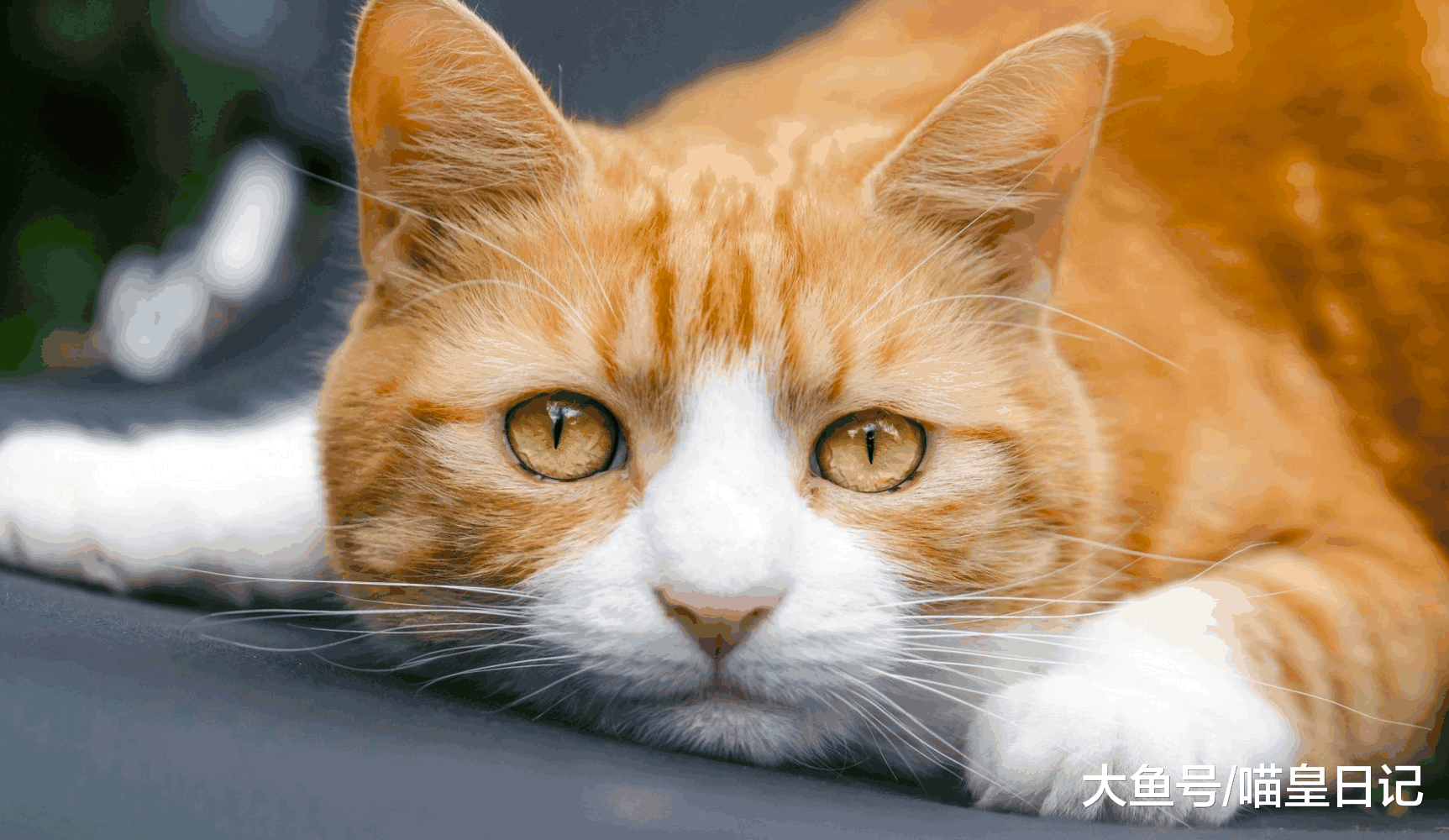 盘点最具网红气质的猫, 不用羡慕别人, 说不定你家也有一只哦!