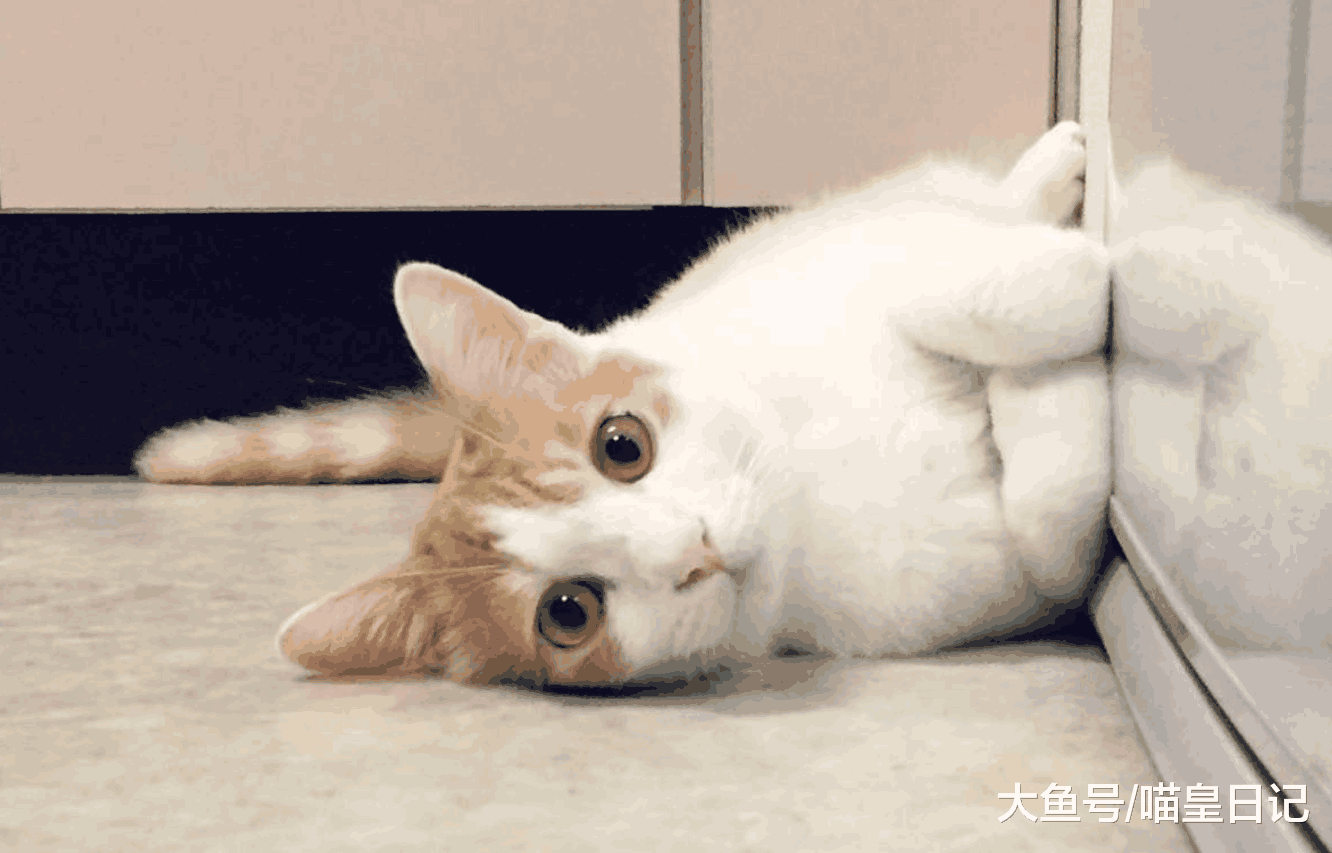 资深铲屎官教你三个省钱方法, 省下来的钱能让喵星人过更好的生活