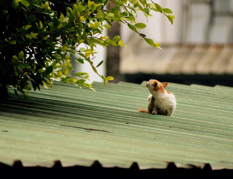 女子住民宿睡醒发现被窝全是猫, 只因被母猫看中, 睡房变产房