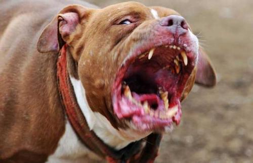 1岁女童被比特犬咬死, 这招可以让狗狗松口, 但最好别养这种狗