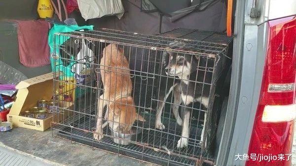 两柴犬被弃空屋等死, 他好心喂养第二天却看到这一幕……