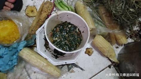 2兔暴增50只挤在蟑螂垃圾堆、满地粪便食物只有厨余