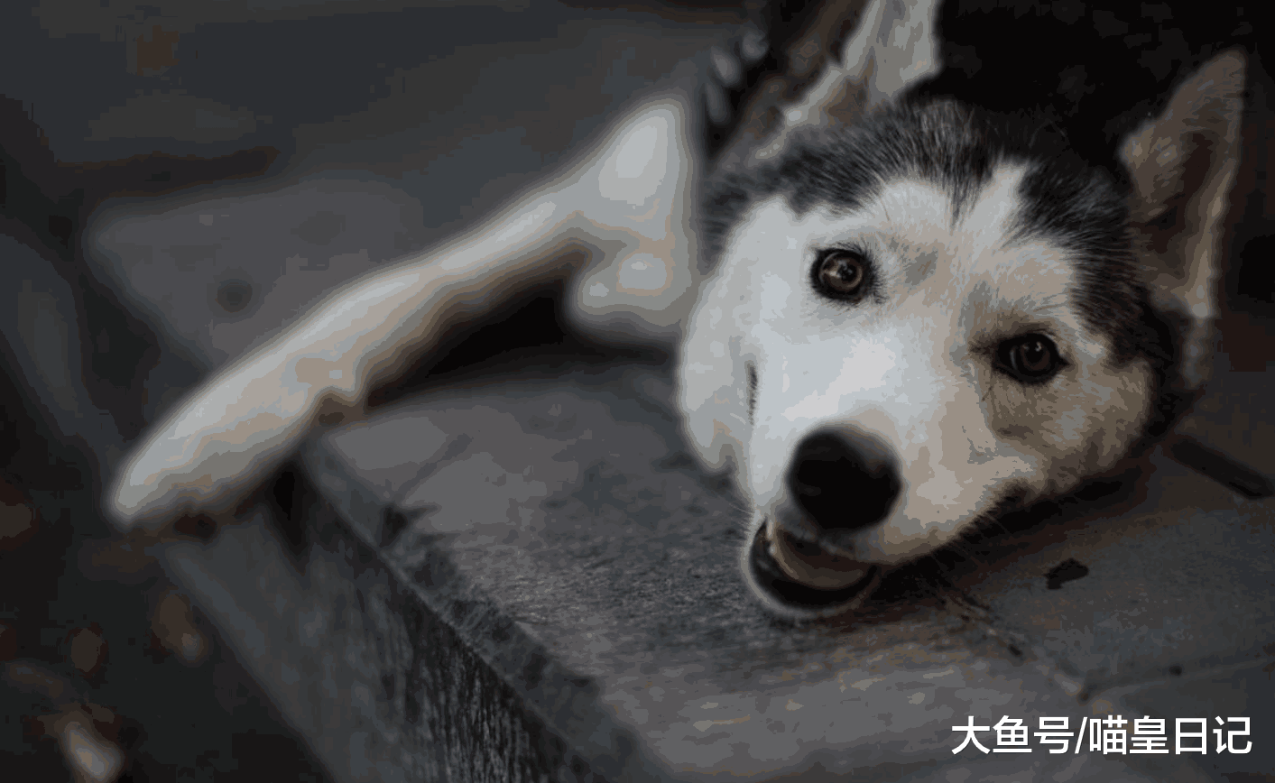 盘点五种不适合成为警犬的狗狗, 警察见了它们都想躲!