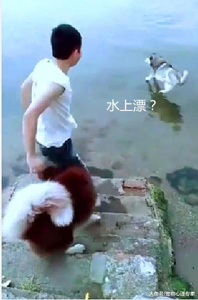 二哈拆家拆上瘾, 主人将它扔进河里冷静, 没过两秒就后悔了