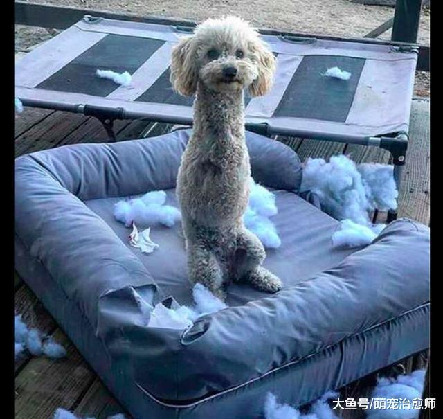 看到只有两条腿的狗拆家, 主人高兴得目睹全过程, 不忍心打断它!