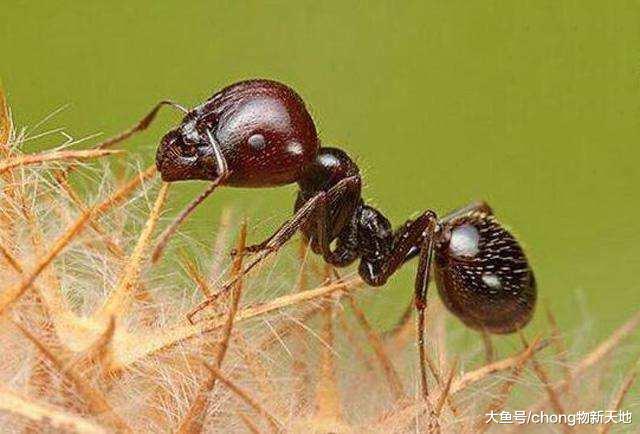 世界上性格最烈的蚂蚁, 有危险时就会自爆, 用毒液和敌人同归于尽