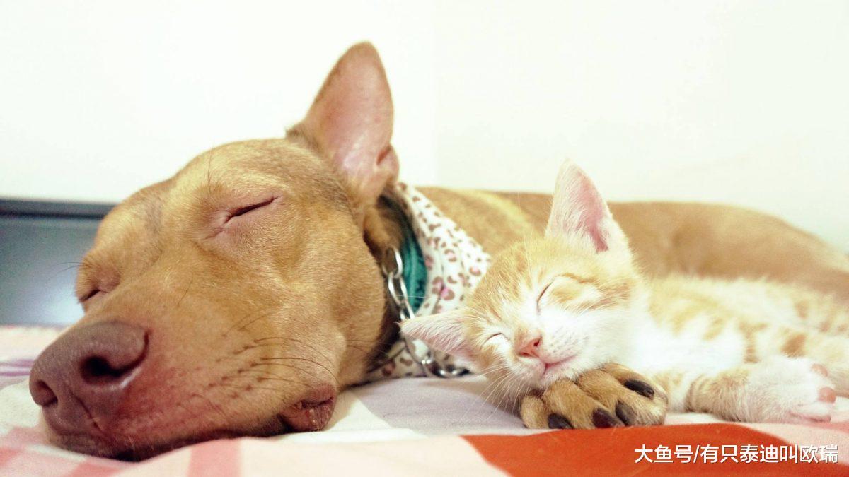 塞奶猫咪火力全开狂蹭狗哥哥投降伸手抱抱粉丝全融化