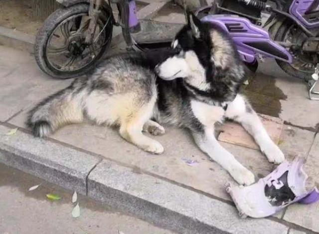 主人骑电车带二哈去买菜, 去结账离开了一会, 回来后心在滴血