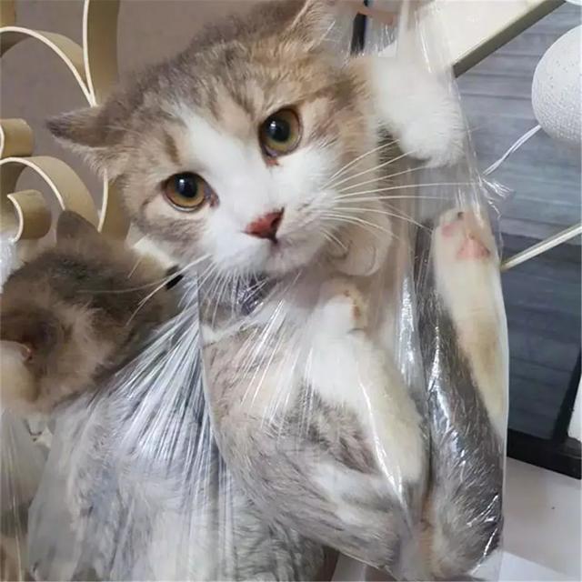 主人回家后发现花瓶被砸, 生气下将众猫咪挂起, 猫咪表情乐坏主人