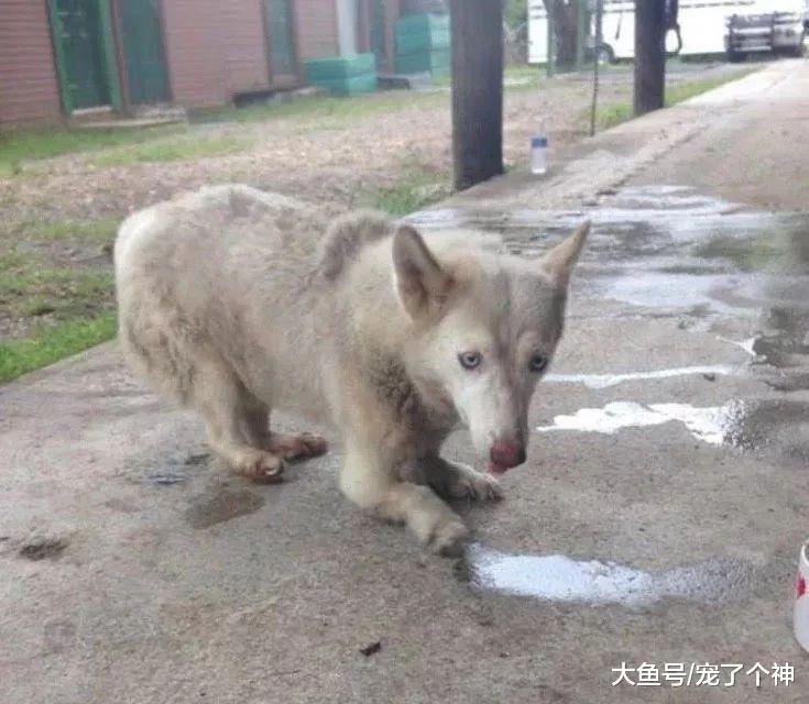 养狗后只让它在笼子里活动? 求你了, 别养狗!