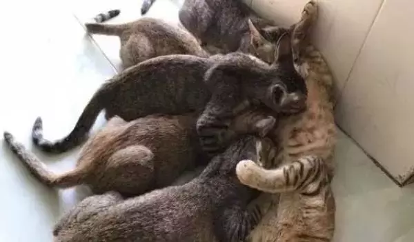 主人还没起床, 就听到母猫的惨叫声, 跑到阳台一看立马笑弯了腰