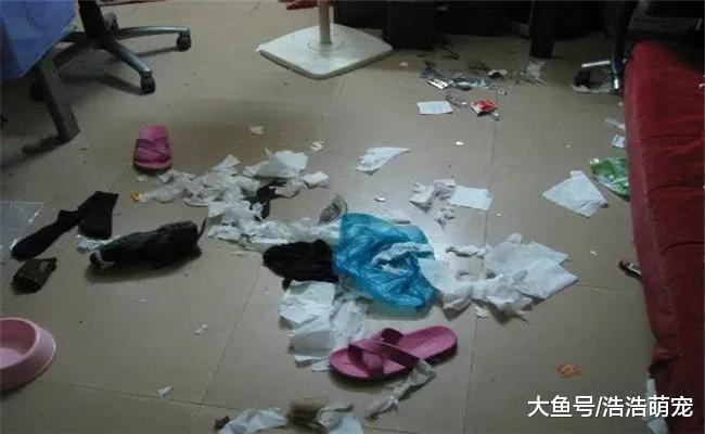我把二哈埋进土里, 它一脸懵逼的看着我, 露出一脸不信